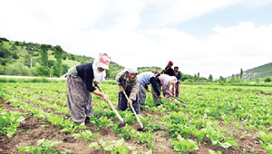 Çiftçiye Elektrikte İndirim