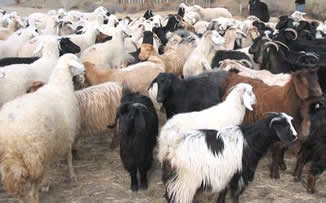 Aydın da Kaçak Hayvan Sevkiyatına Karşı Önlemler Artırıldı