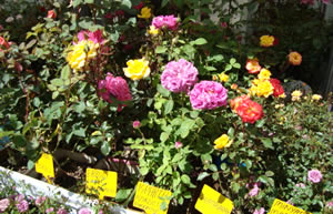 Bayındır da Milyarlık Tarım Ekonomisi Oluştu