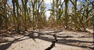 Üretici Kuraklıktan Yana Dertli