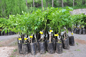 Bitlis te 30 Bin Adet Sertifikalı Ceviz Fidanı Dağıtıldı