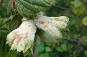 Külleme Hastalığı Fındığı Tehdit Ediyor