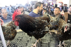 Konya da İki Tavuğa 3 Bin Lira