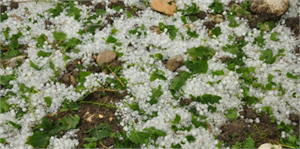 Erzincan da Dolu Tarım Ürünlerine Zarar Verdi