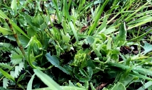 Bahçesaray da Çekirge Tedirginliği