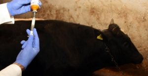 Van da 3 İlçede Şap Alarmı