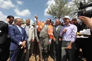 Yabani Zeytinler Aşılanıyor