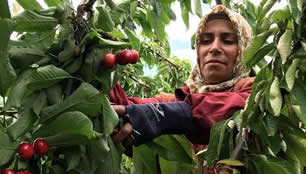 Don Ve Yağmur Kirazı Vurdu