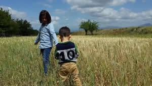 Kuraklık Niğde de Buğday Üreticisini Etkiledi