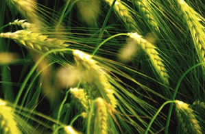 Ekinin Boyu Kısa Kaldı Çiftçiyi Korku Sardı