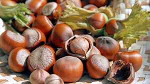 Dünyanın İlk Fındık Borsası Kuruluyor