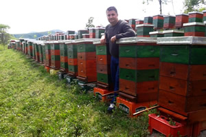 Kıbrıs Arısı Dünyaya Tanıtılıyor