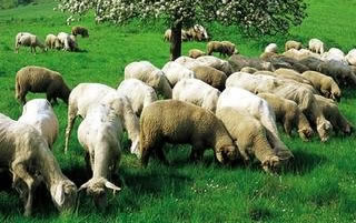 Küçükbaş Hayvancılıkta Verimlilik Artırılacak