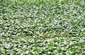 Tokat ta 150 Bin Sebze Meyve Fidesi Dağıtıldı