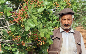 Rekoltesi İle Üreticinin Yüzünü Güldüren Fıstık Ağacında Yok Olma Tehlikesi