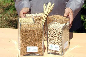 Dört Yeni Buğday Çeşidi Tanıtıldı