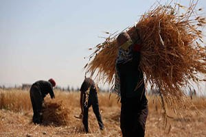 Bombardıman Altında Hasat