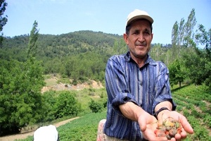 Dağ Çileğini Mayıs Yağmurları Vurdu