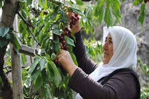 Kirazı Yağmur Vurdu