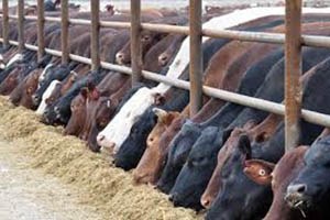 Kırşehir de Karantina Uygulaması Kaldırılıyor