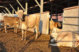 Kütahya da Şap Karantinası