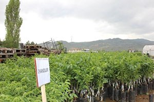 Sivas ta Çiftçilere Ceviz Fidanı Dağıtıldı