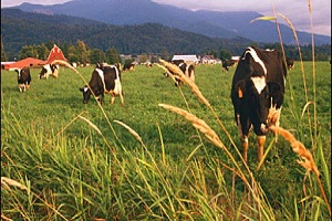 Ulaş ta Tarım ve Hayvancılık Faaliyetleri