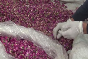 Gülün Tozunu Çıkardılar Kilosunu 70 Liradan Satıyorlar
