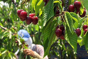 Demirci İlçesinde Kiraz Hasadı