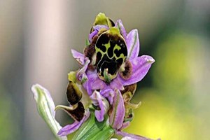 Sadece 2 Tane Bulundu Baraj Nedeniyle Başka Yere Taşındı