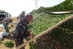 Yaz Yağmuru Onlar İçin Kabus