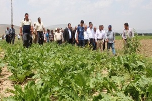 Yağışlar Pancar Çiftçisinin Yüzünü Güldürdü