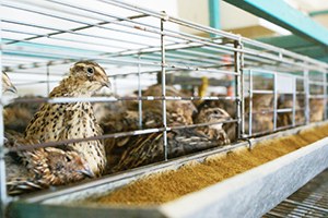 Türkiye nin Tek Bıldırcın Üretim Çiftliğine Terör Darbesi