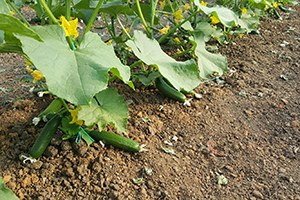 Bingöl ün Organik Salatalığı Tezgahlardaki Yerini Alıyor