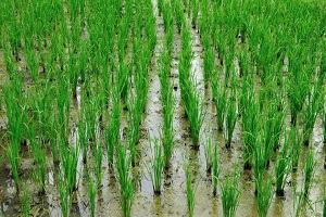 Çeltik ve Kerevit Aynı Tarlada Yetişecek