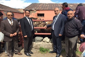 Erzurum da Yüzde 80 Hibeli Damızlık Boğa ve Koç Dağıtımı