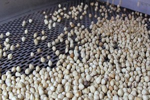 Fındık Üreticisinin Yüzü Alan Bazlı Destekle Gülüyor