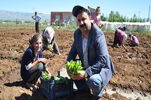 Muş ta Yılın İlk Tütünü Ekildi