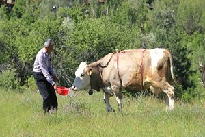Çan Yerine İneklere Uydu Takip Sistemi Taktı