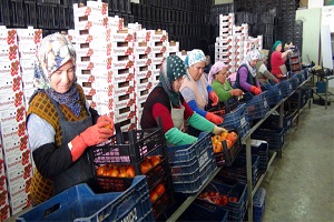 Rusya Krizinin Tarımsal İhracata Etkisi Derinleşiyor