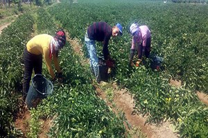 Salihli de Yerli Domates Hasadı Başladı