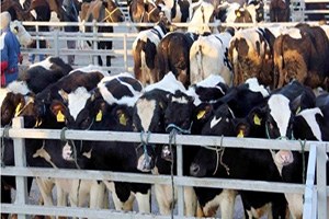 Şarkışla Hayvan Pazarı Yeniden Açıldı