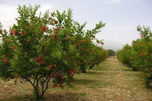 Üretim Alanları Meyve Bahçelerine Kaydı
