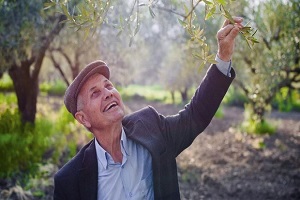 Zeytinciliği Bitirecek Yasa Yine Gündemde