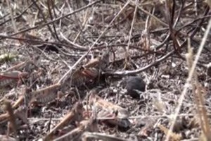 Akseki de Çekirge ve Bambul Böcekleri Ürünlere Zarar Verdi