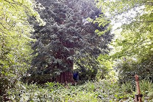 Dünyanın En Yaşlı 5 Ağacından Biri Türkiye de