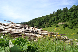 Geleceğin Gıda İhtiyacını Selüloz Karşılayacak