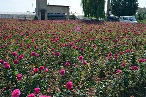 Konya da Lavanta Ve Gül Üretimi Artırılacak