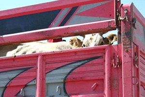 Trakya ya Yapılacak Canlı Hayvan Sevklerine Dikkat