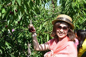 Uluborlu da Kiraz Hasadı Başlıyor